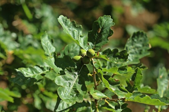 Trauben-Eiche (Quercus petraea) mit Eicheln