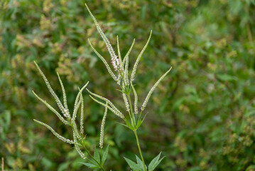 Culver's Root Flowers Growing In The Field