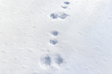 Hare footprints in the snow. Paw prints of forest hare on flat snow surface in winter