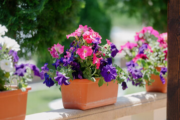 Fototapeta na wymiar Colourful petunia flowers in vibrant pink and purple colors in decorative flower pot close up