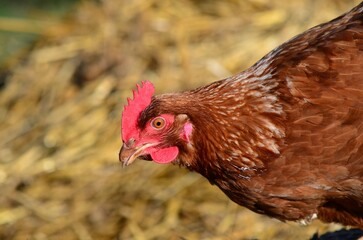 Portrait d'une poule