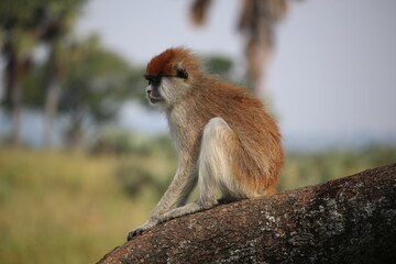 a monkey sitting on a tree