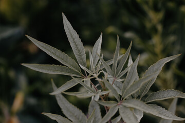 Hemp leaf stem, marijuana leaves on natural dark background. Cannabis plant close-up in a summer garden. Medicinal plants growing on cannabis farm. Green herbs wallpaper for desktop. Retro film effect