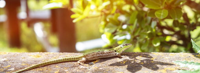 Italian garden lizard relaxing on a tree branch. Small reptile on a tree in the garden. Advertising...