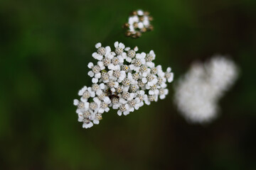 close up of white flowers