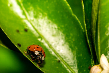 ladybug Joaninha