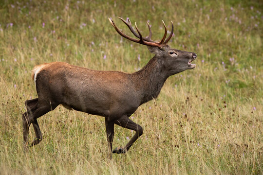 Young Red Deer, Cervus Elaphus, Stag Roaring While Galloping On A Meadow With Yellow Grass In Autumn. Wild Animal In Motion From Side View. Mammal Running And Making Loud Sound With Open Mouth.