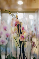 Blurred image of bouquet of fresh tulips in flower shop. Spring floral tulip bunch.