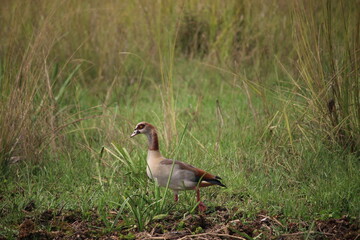 goose in the grass