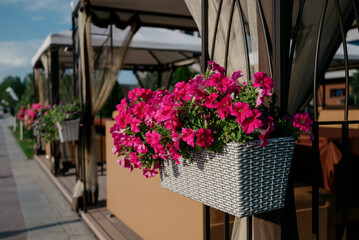 Colourful petunia flowers in vibrant pink and purple colors in decorative flower pot close up