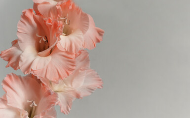 Coral pink gladiolus on grey background, with copy space - obrazy, fototapety, plakaty