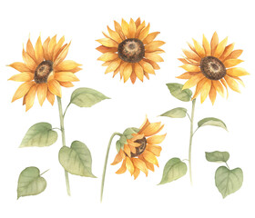 Watercolor set of sunflowers. Hand drawn isolated illustration  on white background