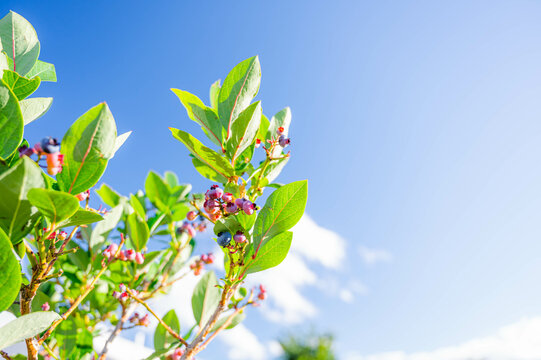 ブルーベリーの木 Images Browse 59 Stock Photos Vectors And Video Adobe Stock