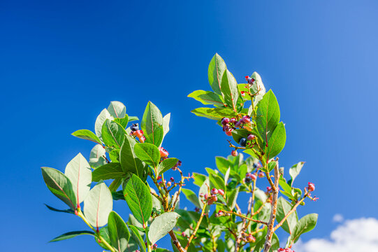 ブルーベリーの木 Images Browse 59 Stock Photos Vectors And Video Adobe Stock