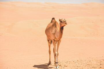 Camel in the Desert 