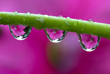Pink petunia in drops of water