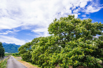 安曇野の田舎風景と栗の木