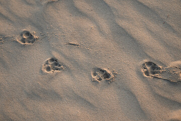 Close-up on the sand on the beach traces of the dog's paws. Copy space.
