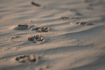 Close-up on the sand on the beach traces of the dog's paws. Small depth of field. Copy space.
