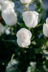 White roses in a flower shop.Flowers in a flower shop. Concept flower store and delivery.