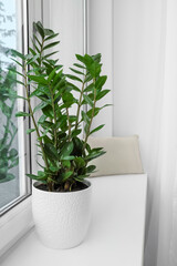 Zamioculcas in pot on windowsill indoors, space for text. House plant