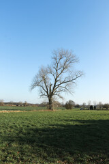 Obraz premium Ein kahler Baum auf dem Feld im Frühling