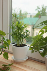 Different potted green houseplants on windowsill indoors