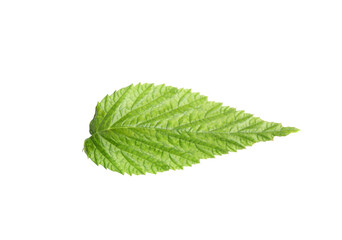 One green raspberry leaf isolated on white