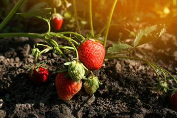 Beautiful strawberry plant with ripe fruits in garden on sunny day, closeup