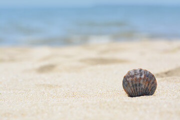 Fototapeta na wymiar Beautiful shell in sand on beach, closeup. Space for text