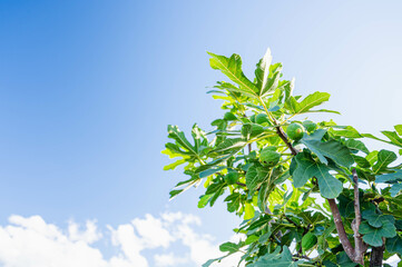 青空とイチジクの木