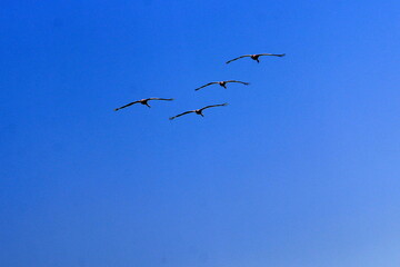 A flock of cranes in northern Israel.