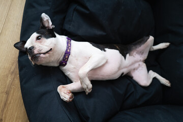 Female Boston Terrier lying on her back on a soft black pet bed, seen from above.