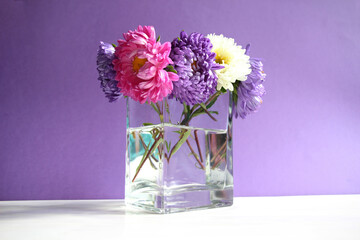 Colorful aster flowers in vase on furple and white background