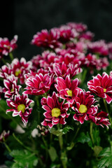 Close-up of a bouquet of dark pink chrysanthemum flowers.pink winter chrysanthemum flowers with space for text. garden chrysanthemum