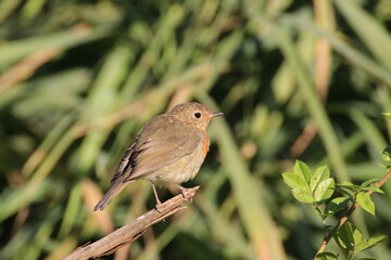 Rotkehlchen (Erithacus rubecula)