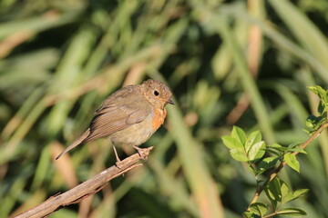 Rotkehlchen (Erithacus rubecula)