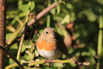 Rotkehlchen (Erithacus rubecula)