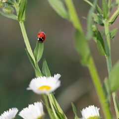Red and black ladybug on a green stalk of chamomile on a blurred background. Selective focus.