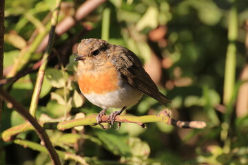 Rotkehlchen (Erithacus rubecula)