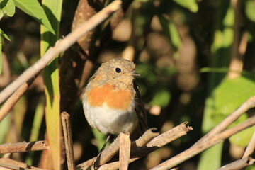 Rotkehlchen (Erithacus rubecula)