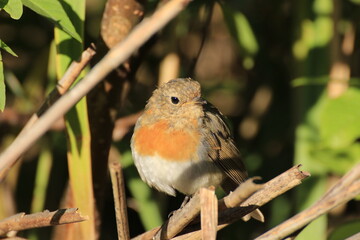 Rotkehlchen (Erithacus rubecula)