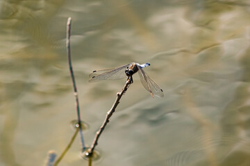 dragonfly on a branch in the water of a pond