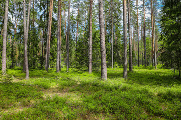 Lush green meadow with tall pine trees