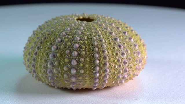 Calcareous shell of a sun-bleached sea urchin