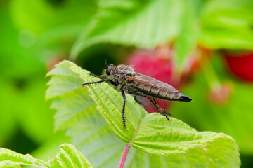 Macrophotography of a gadfly sitting on a leaf of a bush.