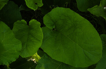 Burdock plant with big green leaves outdoors, top view