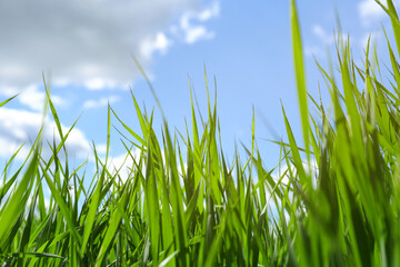 Beautiful lawn with green grass on sunny day, low angle view