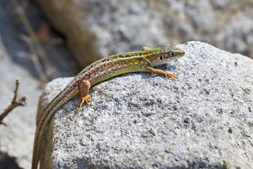 Sand lizard (Lacerta agilis) sun-basking on a rock in the morning