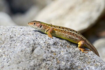 Sand lizard (Lacerta agilis) sun-basking on a rock in the morning